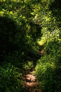 Read more about the article The Liminal Allure of the Countryside